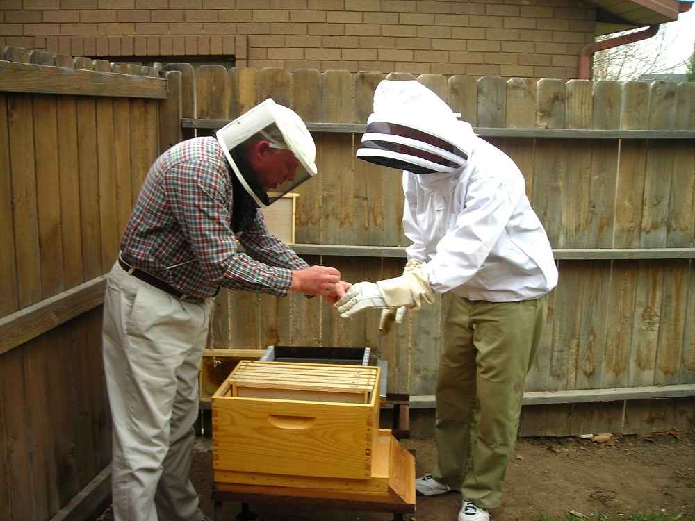 آموزش زنبور