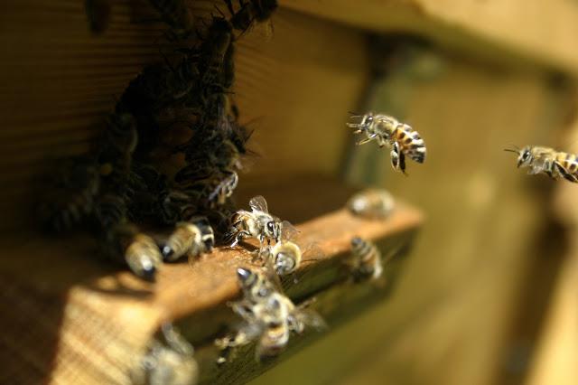 بیماری کنه آکاریوز در زنبورعسل